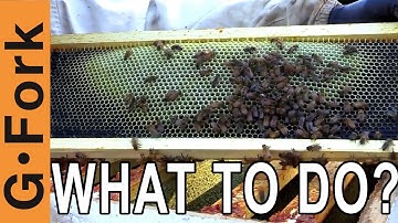 Honey Harvest Problem, Uncapped Honey Frames? | Beginning Beekeeping | GardenFork