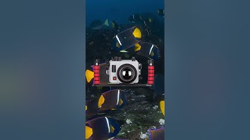 Our TOP Mirrorless System RIGHT NOW