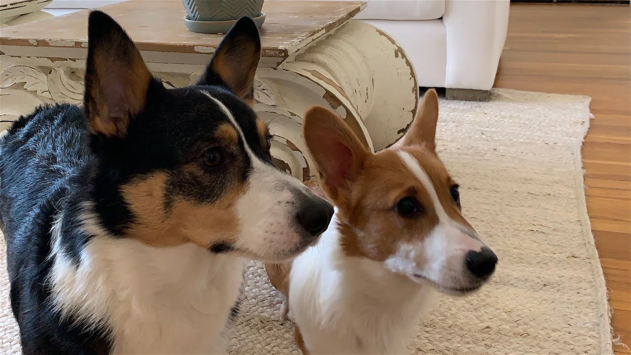 Short Leg Corgi Siblings play in the Snow!