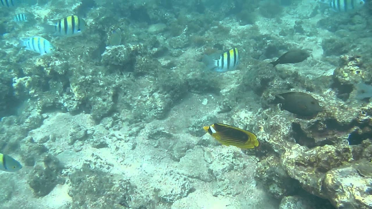 Fish eating jellyfish YouTube