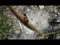 Milkweed and Milkweed Bugs