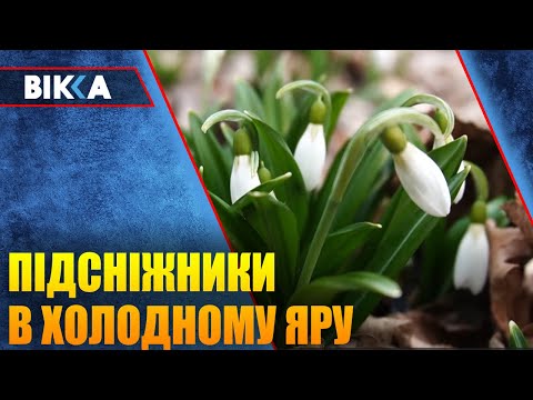 ВІККА - Черкаси / Новини: На Черкащині підсніжники взяли під охорону