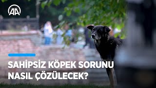 Sahipsiz Köpek Sorunu Nasıl Çözülecek?