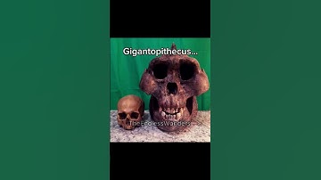 The Gigantopithecus... 🦍🦧🦍 #discovery #prehistoric #explore #learning #fyp #extinct #history