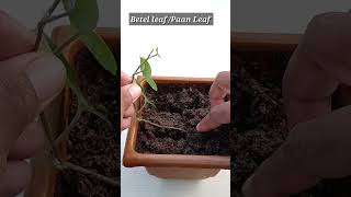 How to grow Betel leaf / Paan  plant from cutting .
