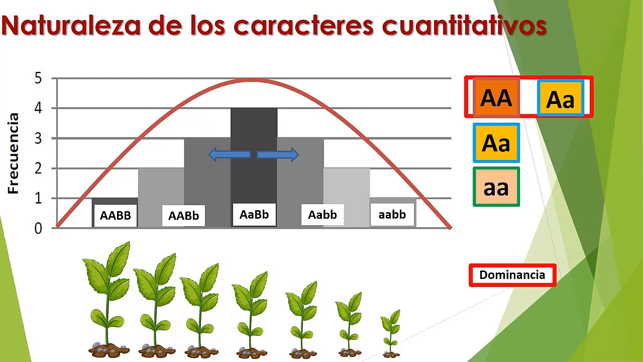 Genética Cuantitativa. Trabajo Práctico N°1, Tema 2. - YouTube