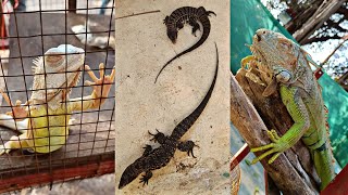 Watching Different Types Of Lizards At Marine Aqua Zoo Dadar Mumbai INDIA | Travel With Muzammil