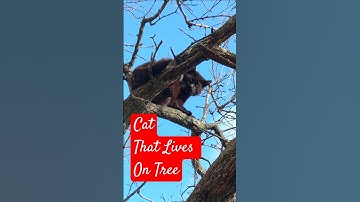 The Cat That Refused to Come Down From the Tree