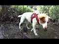 Wasserscheuer Hund - Gassi im Baumbachtal/Walheim // Vlog #32