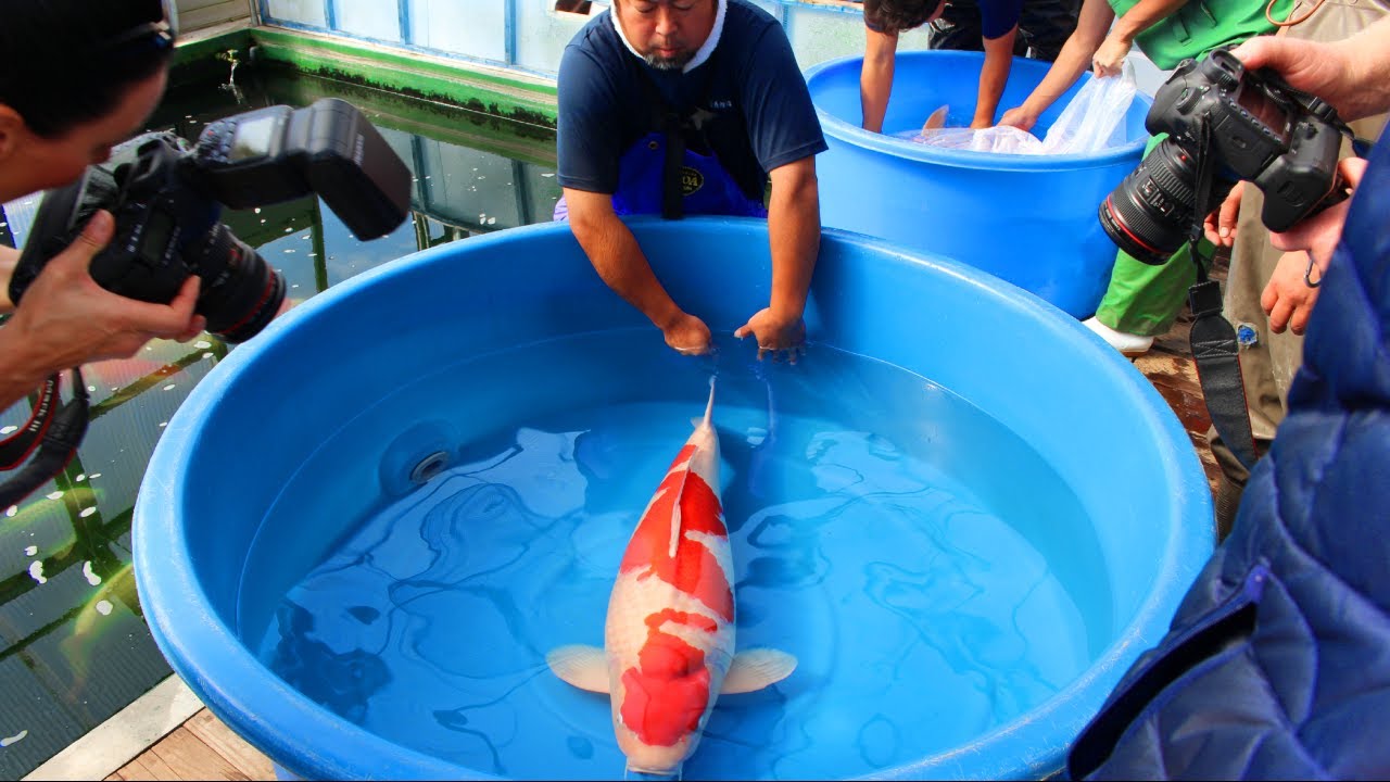 Jumbo Koi fish Harvest - Marudo Koi Farm - YouTube