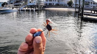 Fishing Live Fiddler Crabs On Docks For Whatever BITES!