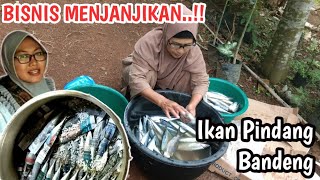 Bisnis Menjanjikan‼️Begini Cara Membuat Ikan Pindang Bandeng..Bi Roroh Gak Pelit Ilmu..