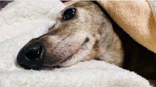 老犬ラルフに新たな治療が必要になりました。New treatment for dogs． by Deko Jazz 39,851 views 3 months ago 8 minutes, 48 seconds