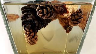 What happens to pine cones in water - Timelapse