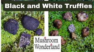 White and Black Truffles on the same Day