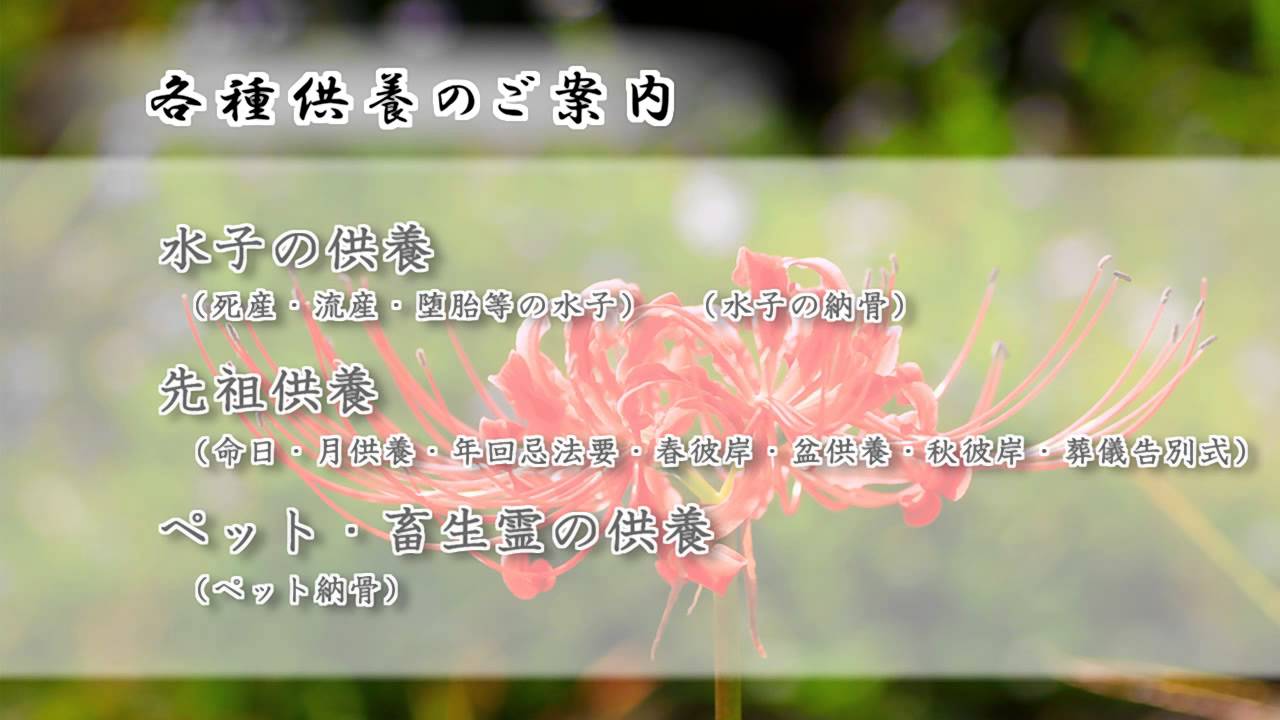 最上稲荷 竜鷹山 妙養寺 東広島市 寺院 水子供養 東広島市 安産祈願 各種祈願 厄除け 東広島市 ペット供養 祈祷 東広島市 Youtube 最上稲荷 竜鷹山 妙養寺 東広島市 寺院 水子供養 東広島市 安産祈願 各種祈願 厄除け 東広島市 ペット供養 祈祷 東広島市 Youtube