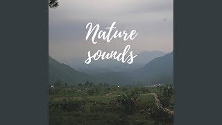 Suara Burung di Wonomulyo (feat. Suara Alam ID)