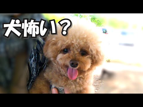 犬に噛まれて臆病になった犬をドッグランに連れて行ったらこうなった