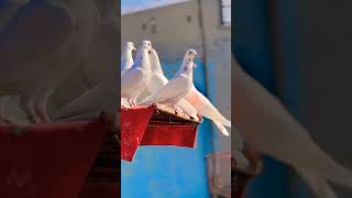 kabuter king trending viral youtube trending pigeon viral video