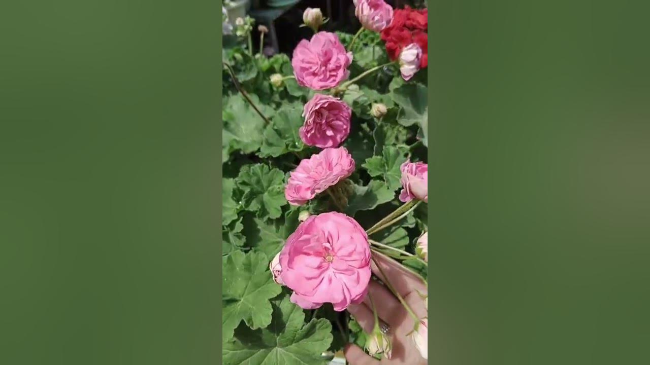 3113 Пеларгония плющелистная ROYAL SWEET CANDY - купить в Москве в интернет-мага
