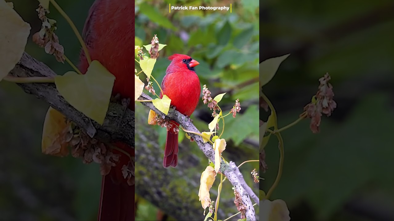 🎶 Gorgeous Male Cardinal Singing in Iowa City 🌳🐦 | Fall Birdwatching  in HD  美丽的公爵鸟 