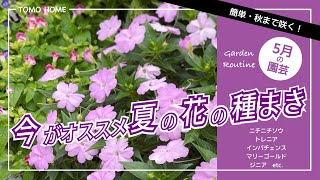 【5月がチャンス】種から簡単に育つ夏の花・種まきとポット上げ【秋まで咲く】