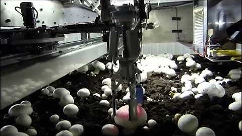 Champi-ON Demo Video