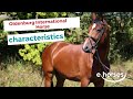 Oldenburg International Horse | characteristics, origin & disciplines