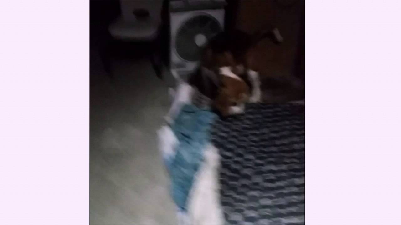 Our beagle giving birth