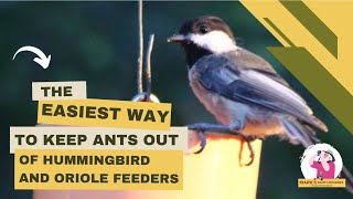 The Easiest Way to Keep Ants Out of Hummingbird and Oriole Feeders