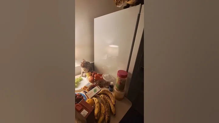 Video 9071941: bengal cat hunting