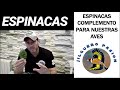 ESPINACAS COMPLEMENTO PARA JILGUEROS 🌱🐦 SÍGUEME EN CANAL MUNDO ☺