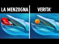 La balenottera azzurra può inghiottire un'auto e altri 10 miti sugli animali sono stati sfatati