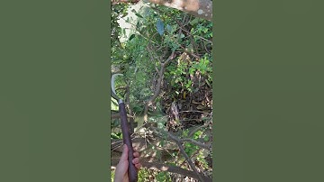 Tôi làm con dao quắm phát rẫy bằng thép vòng bi xe tăng Đức chặt cây như chặt chuối vậy thật hiếm