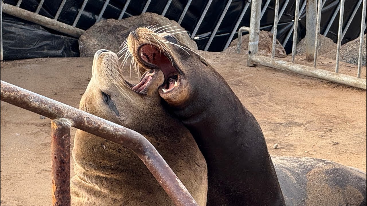 Thousands of Sea Lions Pack California Coast #SeaLions #CaliforniaWildlife #NatureLive #USATravel