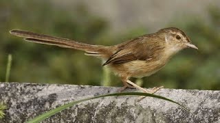 Suara panggilan ciblek gunung malas bunyi