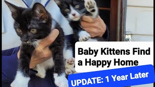 We Rescued Tuxedo Kittens - Update: 1 Year Later by Frolicking Felines 108 views 7 months ago 1 minute, 12 seconds