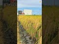सभी फ़सलों की कटाई करने वाली सबसे सस्ती MultiCrop mini Combine Harvester || Panesar G-60 ||