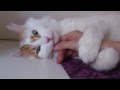 Turkish Van Cat - "do not disturb ! " の動画、YouTube動画。