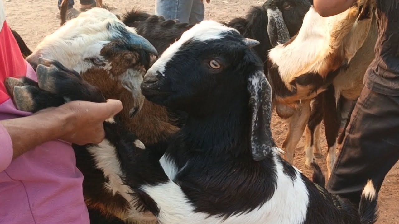 Wholesale sale goat market