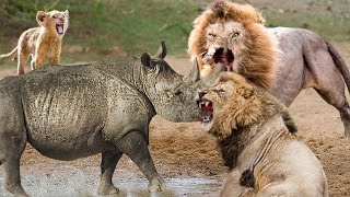 Rhino Gang Attacks Lion Gang ! Crazy Rhino vs Lion Fight! Lion Attacks Newborn Rhino by TH Animal Wild 22,774 views 1 year ago 12 minutes, 1 second