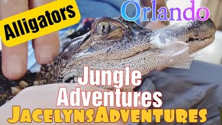 Holding An Alligator At Jungle Adventures Orlando Florida