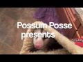 Possum Posse - Mr Nibbles is Pouch Monster