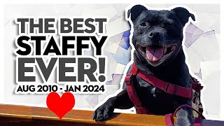 A Farewell To Ruby, The BEST STAFFY To Ever Live