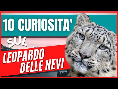 Video: Leopardo fumoso: foto dell'animale, descrizione, fatti interessanti