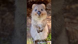 Quokka | Happiest Animal