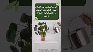 اختر الوقت المناسب لري نباتاتك في الأجواء الحارة @zenahplants #nature #shortsvideo #mygarden