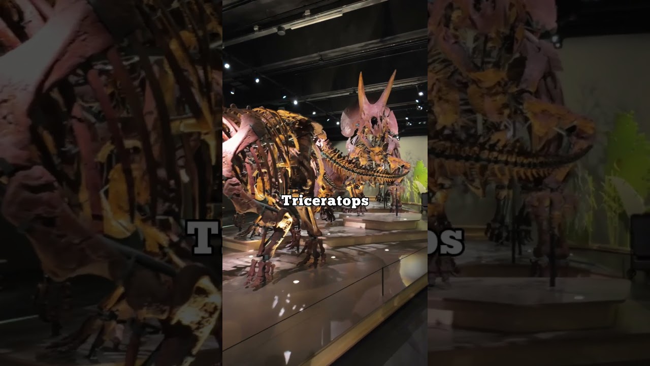 Is this the best museum on Earth?😍 (Naturalis in the Netherlands🇳🇱)