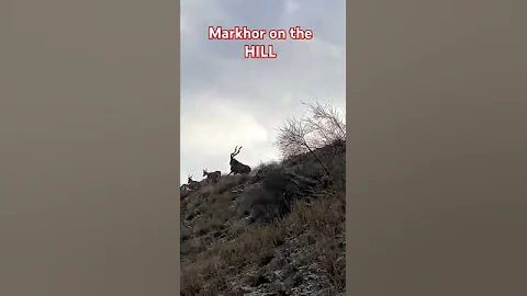 Markhor on the mountain ll running Markhor ll king of mountains ll #trending #viralvideo #ytshorts
