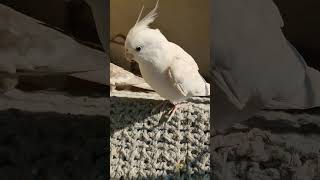 🦜#cockatiel #birds #parrot #cute #funny #mabirdcare #cutebird #pets #talkingparot #funny #cuteparrot